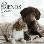 Stress Care </br>Beruhigendes Mittel für Hund & Katze – Bild 5